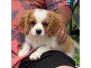 Cavalier King Charles Spaniel Puppy for sale in Robinson, IL, USA