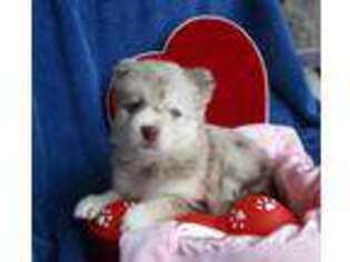 Mutt Puppy for sale in Philippi, WV, USA