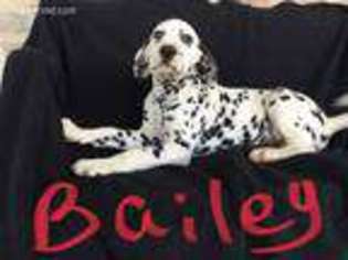 Dalmatian Puppy for sale in Noble, IL, USA