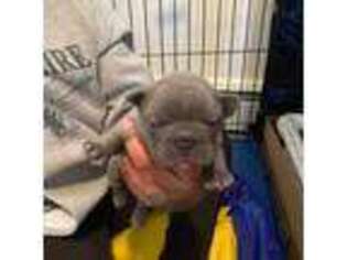 French Bulldog Puppy for sale in Somersworth, NH, USA