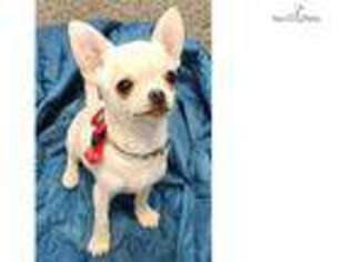 Chihuahua Puppy for sale in Worcester, MA, USA