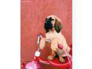 Bloodhound Puppy for sale in Centerville, TN, USA