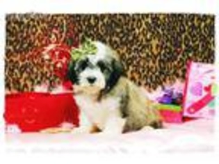 Havanese Puppy for sale in Vandalia, MO, USA
