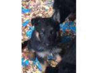German Shepherd Dog Puppy for sale in Colorado Springs, CO, USA