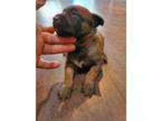 Belgian Malinois Puppy for sale in Perris, CA, USA