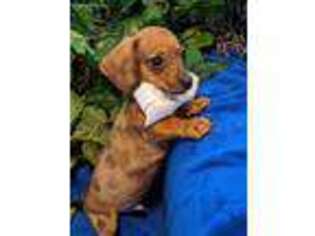 Dachshund Puppy for sale in SPRINGFIELD, TN, USA