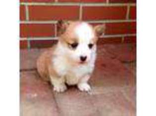 Pembroke Welsh Corgi Puppy for sale in Newcomerstown, OH, USA