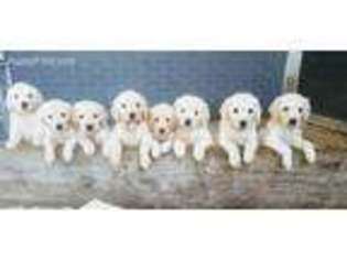 Golden Retriever Puppy for sale in George West, TX, USA