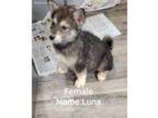 Alaskan Malamute Puppy for sale in Fennville, MI, USA