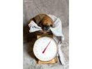 Mastiff Puppy for sale in Sheboygan, WI, USA