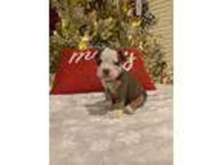 Olde English Bulldogge Puppy for sale in League City, TX, USA