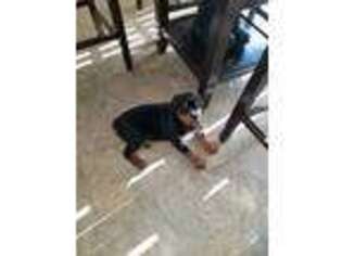 Rottweiler Puppy for sale in Flossmoor, IL, USA