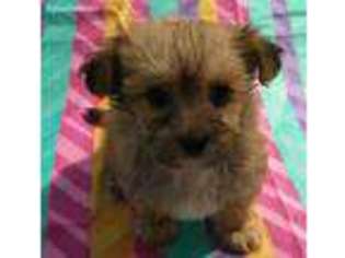 Mutt Puppy for sale in Saint Francisville, LA, USA