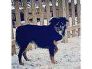 Australian Shepherd Puppy for sale in Fort Scott, KS, USA