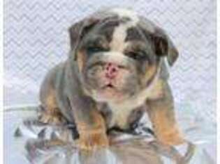 Bulldog Puppy for sale in Southampton, NY, USA