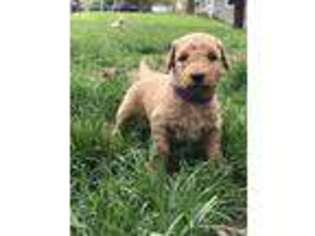 Goldendoodle Puppy for sale in Mora, MN, USA