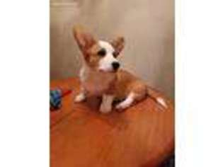 Cardigan Welsh Corgi Puppy for sale in New York, NY, USA