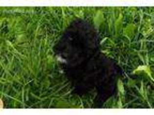 Cavapoo Puppy for sale in Clearville, PA, USA