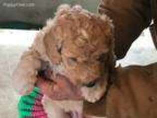 Goldendoodle Puppy for sale in Hedrick, IA, USA
