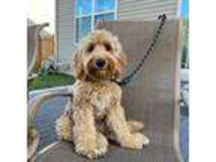 Goldendoodle Puppy for sale in Woodstock, IL, USA