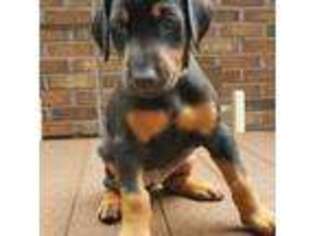 Doberman Pinscher Puppy for sale in Jarrettsville, MD, USA