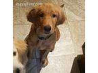 Golden Retriever Puppy for sale in Wilmington, NC, USA