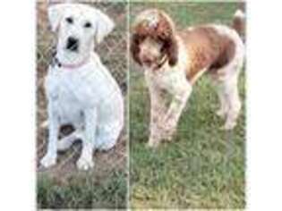 Labradoodle Puppy for sale in Appomattox, VA, USA