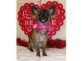 Chihuahua Puppy for sale in Newport News, VA, USA