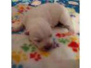 Mutt Puppy for sale in Midland, MI, USA