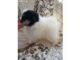 Pomeranian Puppy for sale in Calhoun, GA, USA