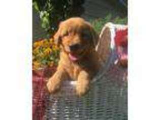 Golden Retriever Puppy for sale in Owen, WI, USA