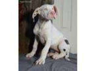 Great Dane Puppy for sale in Greens Fork, IN, USA