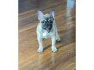 French Bulldog Puppy for sale in Cortlandt Manor, NY, USA