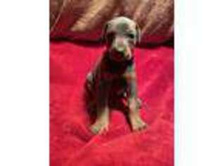 Doberman Pinscher Puppy for sale in Spiro, OK, USA