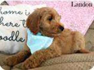 Goldendoodle Puppy for sale in Bowling Green, KY, USA