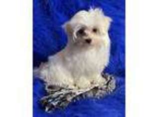 Maltese Puppy for sale in Clayton, OK, USA