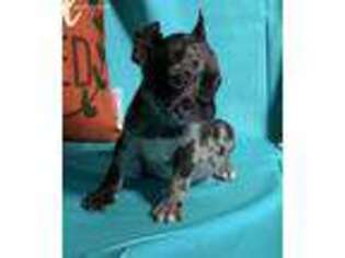 French Bulldog Puppy for sale in De Graff, OH, USA