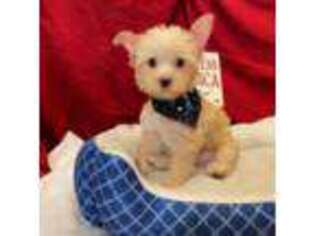 Yorkshire Terrier Puppy for sale in Goliad, TX, USA