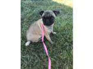 Pug Puppy for sale in Batesville, IN, USA