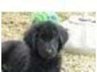 Newfoundland Puppy for sale in LOVELAND, CO, USA