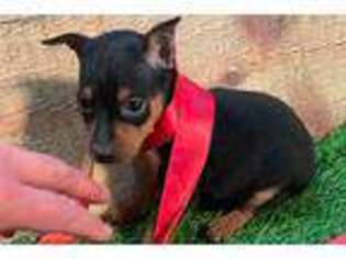 Miniature Pinscher Puppy for sale in Tulsa, OK, USA