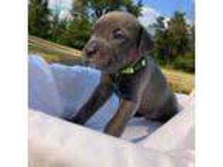 Cane Corso Puppy for sale in Edison, NJ, USA