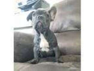 French Bulldog Puppy for sale in Kenmore, WA, USA