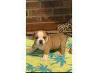 Olde English Bulldogge Puppy for sale in Carthage, MS, USA