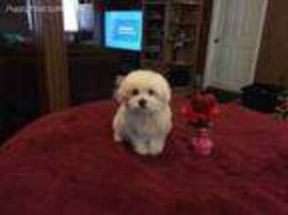 Maltese Puppy for sale in Manorville, NY, USA