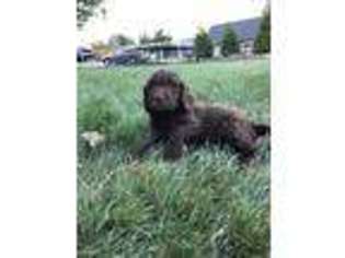 Labradoodle Puppy for sale in Paradise, PA, USA