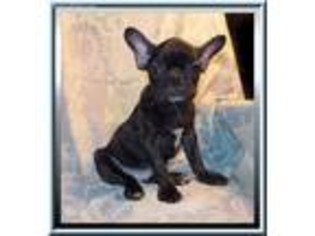 French Bulldog Puppy for sale in Marianna, FL, USA