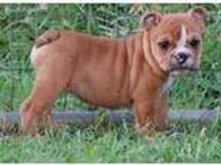 Bulldog Puppy for sale in Anderson, IN, USA