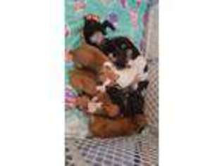 Boxer Puppy for sale in Bainbridge, IN, USA
