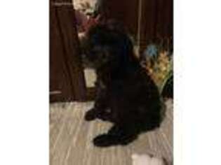 Mutt Puppy for sale in Vandergrift, PA, USA